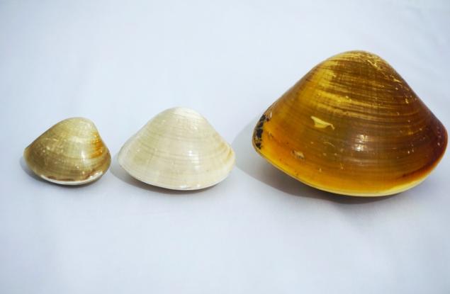 Изберете една от тези три миди, за да научите нещо за характера си