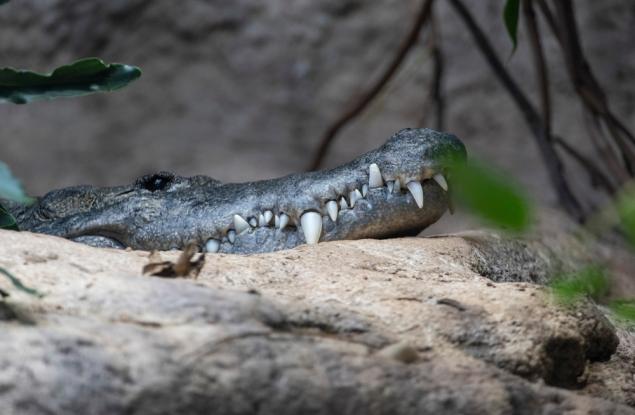 Древни крокодили са дебнели плячката си от клони като леопарди