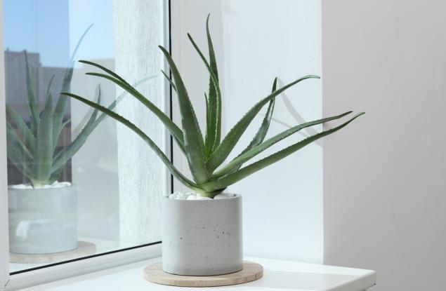 Едно от най-издръжливите растения – алое вера