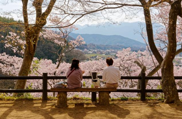 Изкуствен интелект помага за спасяването на застаряващите японски вишневи дървета