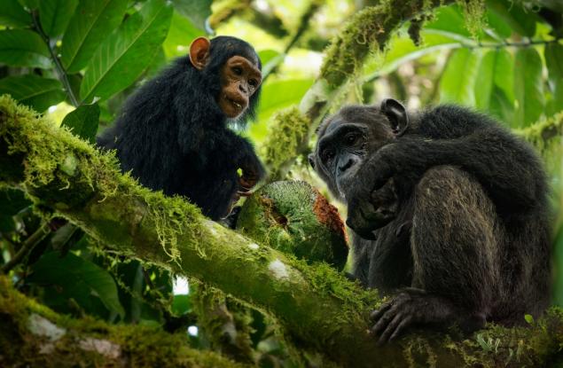 Шимпанзетата комуникират чрез ритмично барабанене по дървета, показва ново проучване