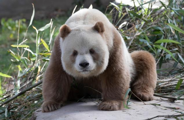 Мистерията на единствената в света кафяво-бяла панда в плен е разплетена с помощта на генетиката