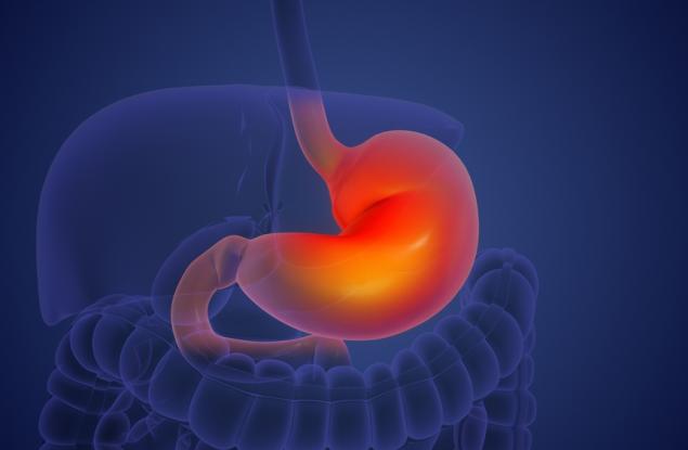 Учени откриха ключови нервни компоненти, които влияят върху растежа на тумори в стомашно-чревния тракт