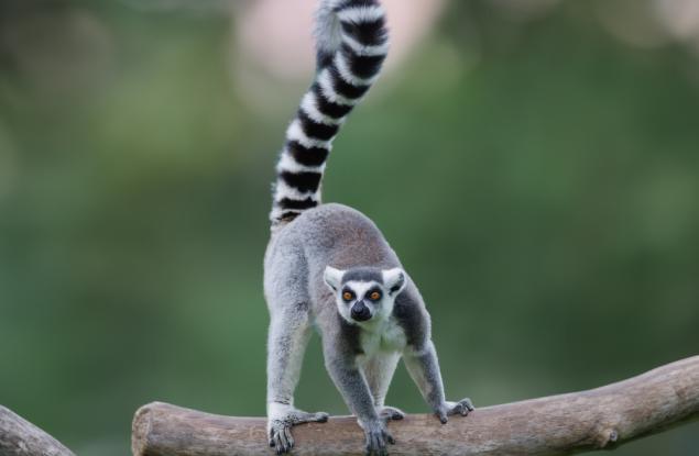 Клетки на лемур могат да помогнат за лечение на мускулни заболявания при хората