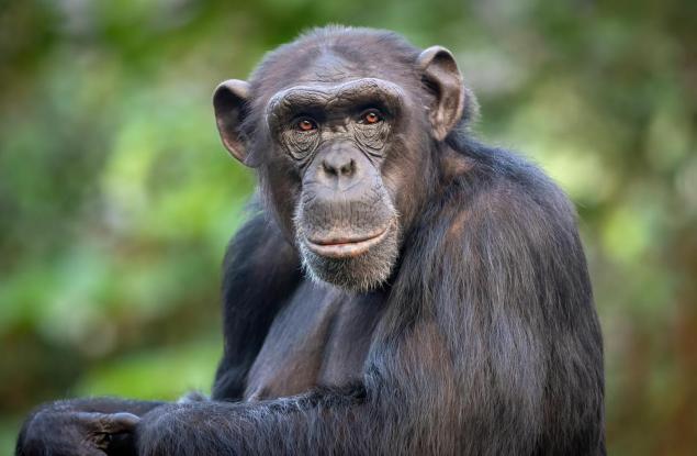 Любовта на шимпанзетата към кристалите разкрива нова страна на древните хора