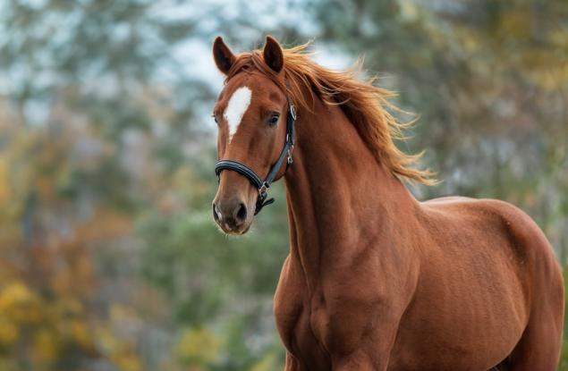 Коне помагат на пациенти с неврологични заболявания да възстановят увереността и двигателните си умения