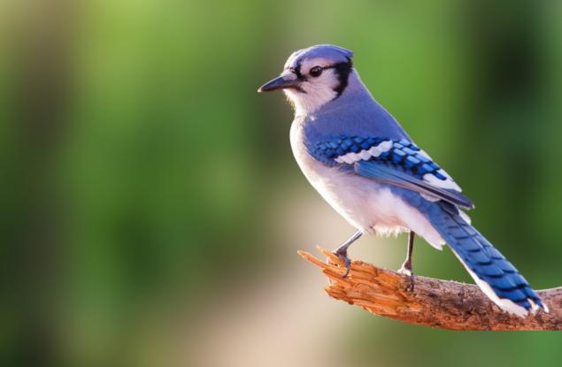 Смяната на пола при птиците е по-често срещана, отколкото се смяташе