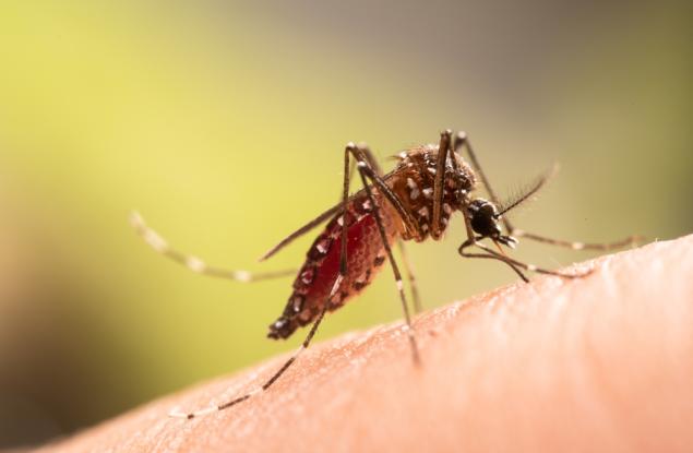 Комари бяха открити за първи път в Исландия – възможен знак за промени в екосистемата