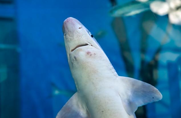 Бебетата на големите бели акули предпочитат плитки води