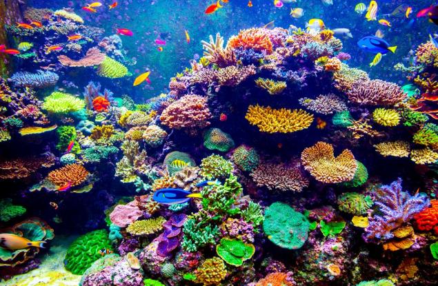 Силните циклони могат да увредят кораловите рифове на хиляда километра