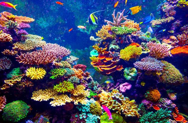 Учени откриха начин за бързо възстановяване на кораловите рифове