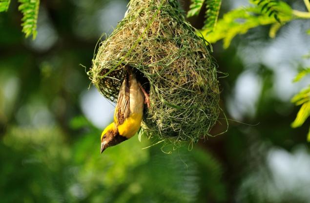 Птици по света използват звуци, наподобяващи "плач", за да предупреждават за паразити