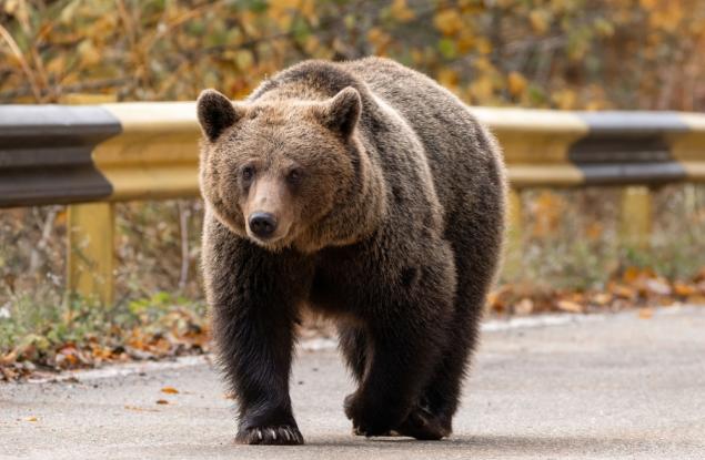 Как да реагираме при среща с мечка