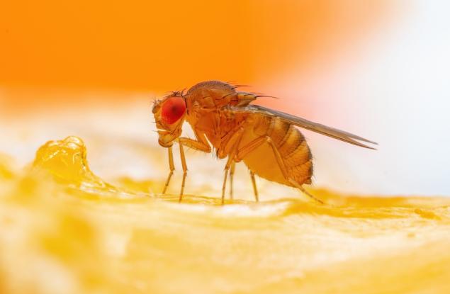 Осъществиха прехвърляне на поведение между видове чрез манипулацията на един-единствен ген