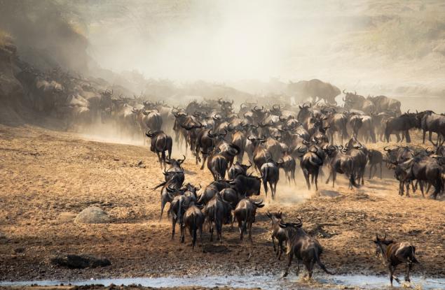 Една трета от животинските и растителните видове се преместват към по-топли региони