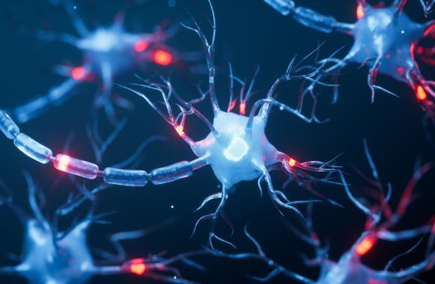 По-малко от 500 неврона потискат прекомерното пиене, сочи ново проучване