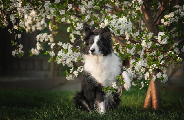 Учени оспорват връзката между формата на черепа и способностите на кучетата