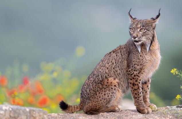Списъкът на застрашените видове се увеличава, но усилията за опазване дават надежда за някои животни 