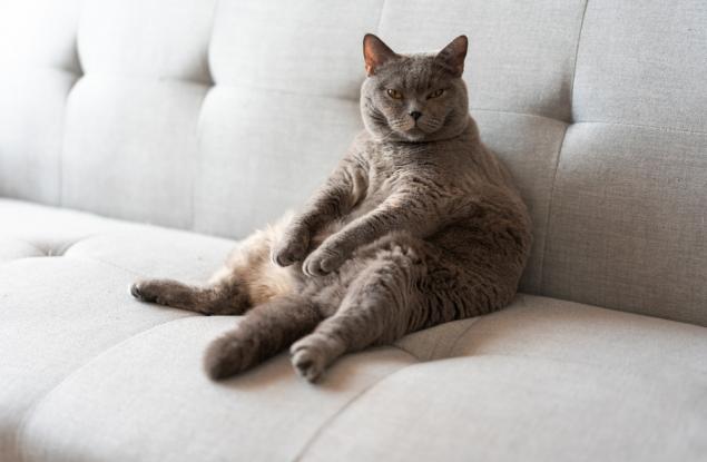 Домашните котки могат да са отличен модел за изследване на затлъстяването при хората