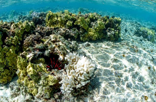 Избелването на коралите в световен мащаб продължава да се влошава 