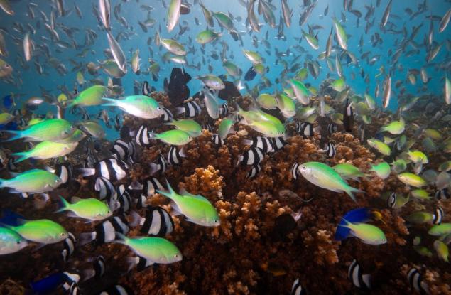 Биоразнообразието във водите край австралийски острови нараства