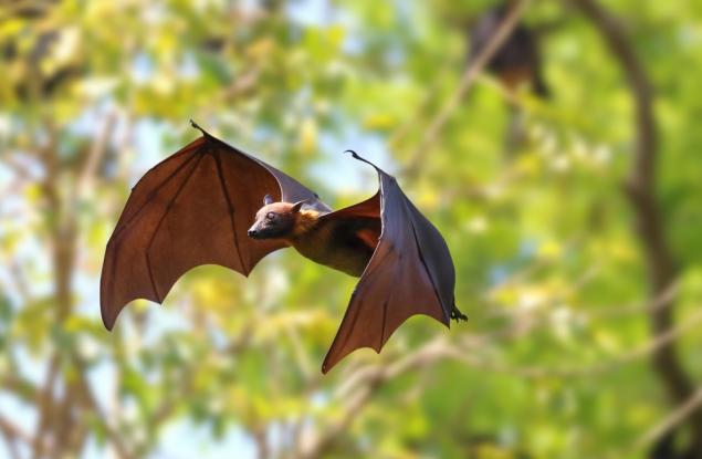 Лаборатория по роботика в Масачузетс разработва дронове, вдъхновени от прилепи, за мисии по търсене и спасяване