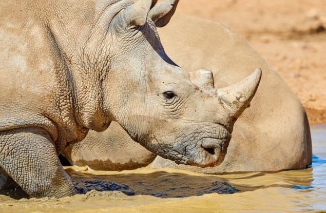 Радиоактивни изотопи в роговете на носорози: Южна Африка въвежда иновативна мярка срещу бракониерството