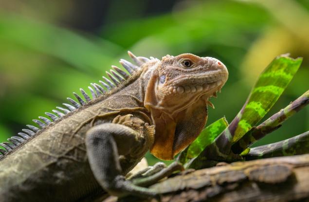 Необитаем остров в Карибско море се превърна в убежище за критично застрашен вид игуана