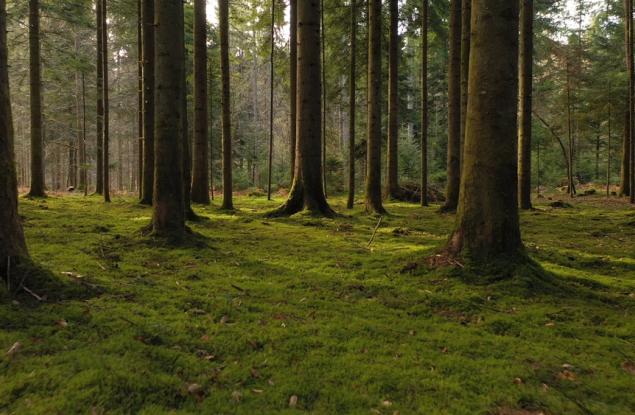 Пазители на горите: защита на горите на Европа от изменението на климата