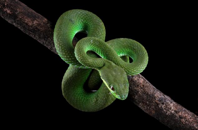 Змиите – нека ви изумим с тези любопитни факти за тях