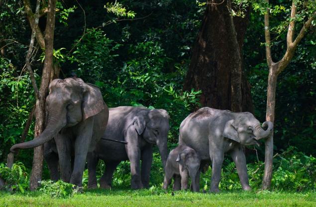 Популацията на дивите слонове в Индия е намаляла с една четвърт за осем години