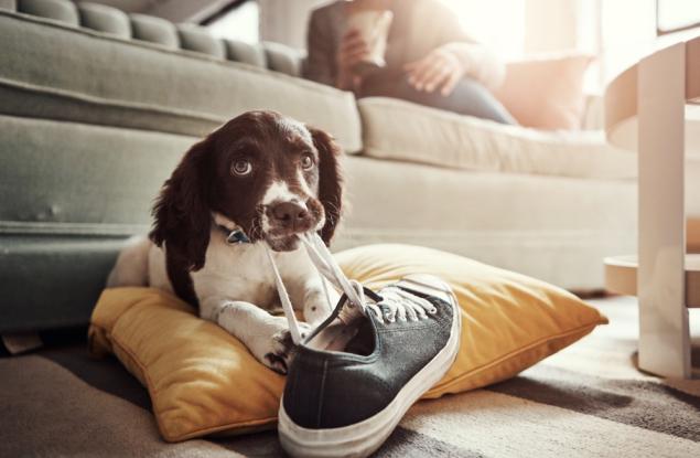 Неосъзнати опасности, които дебнат домашните ви любимци вкъщи