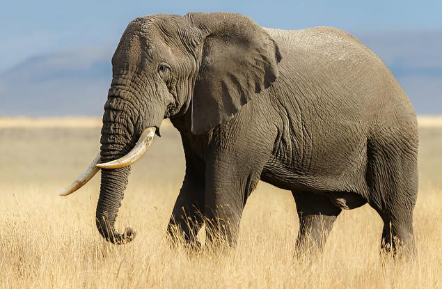 Кения отчита увеличение на популациите на слонове и носорози