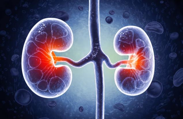 Учени превърнаха бъбрек с кръвна група А в универсално съвместим орган