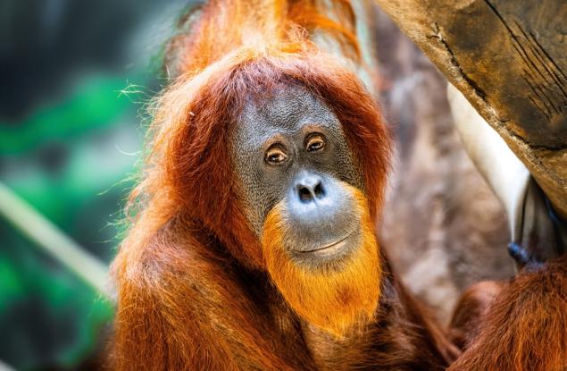  Изгубили сме 73% от популациите на гръбначни животни в дивата природа