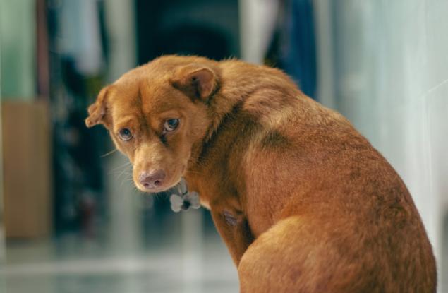Виц: Американско, полско и руско куче си говорят