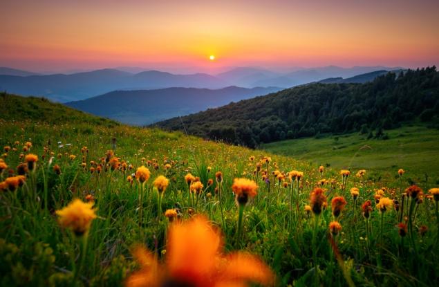 Наблюдението на природата помага за намаляване на болката