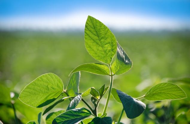 Интелигентен сензор за стрес при растенията: иновация в земеделието