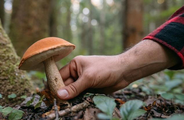 Виц: Последните думи на гъбаря