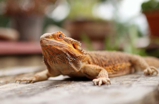 Бързите брадати дракони умират по-често: изненадващо откритие от Австралия