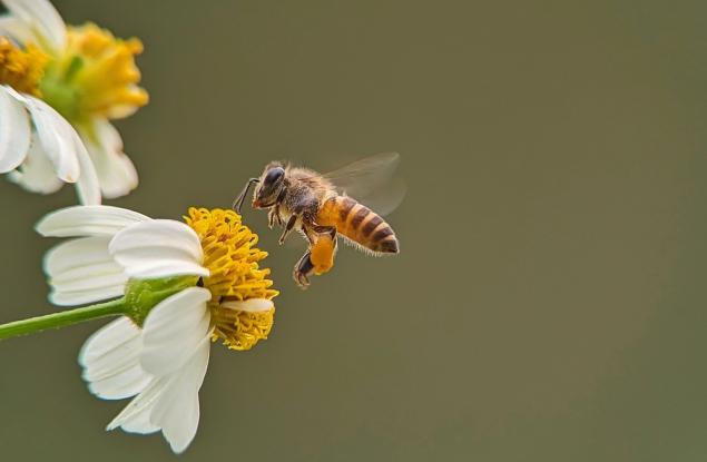 Осъществиха осеменяване на пчели със замразена сперма