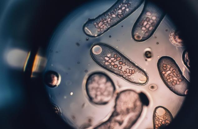 Как херпесен вирус избягва имунната система: пробив в разбирането на вродени дефекти