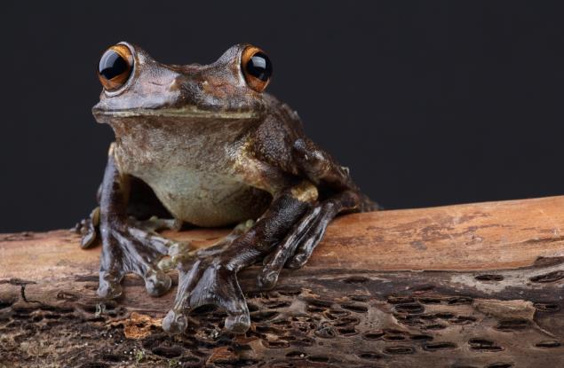 Да не би жабите да са от друга планета?