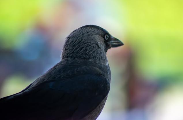 Враните разпознават геометрични закономерности