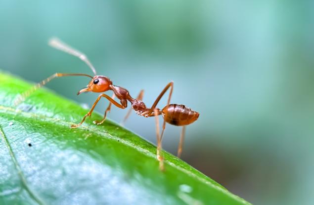 Откриха най-старата известна мравка от епохата на динозаврите в Бразилия