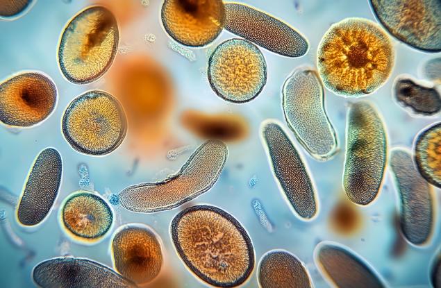 Откриха най-старата следа от чумна бактерия отпреди 5500 години 