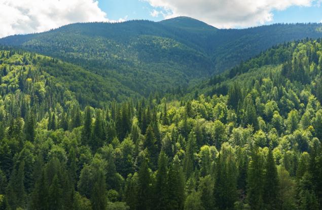 През 2023 г. светът е загубил гористи зони с обща територия колкото тази на Латвия 