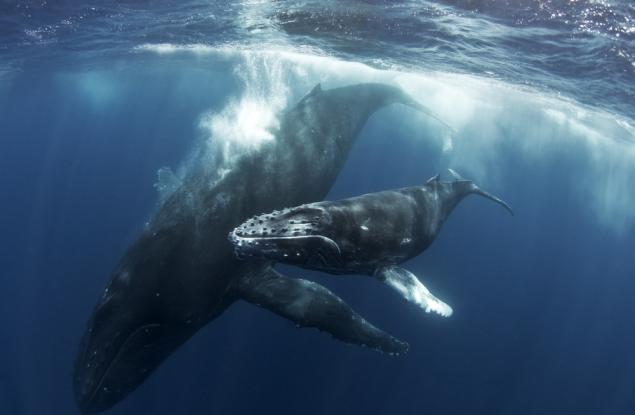 Гърбати китове раждат и по време на миграция – нови данни разширяват зоните на защита