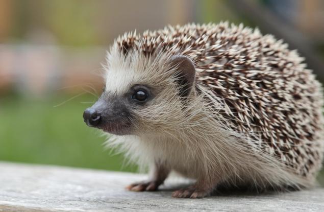 Какво (не) знаем за таралежа