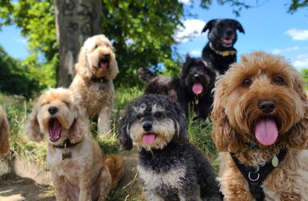 Разнообразието в размера и формата на кучетата е започнало преди 11 000 години